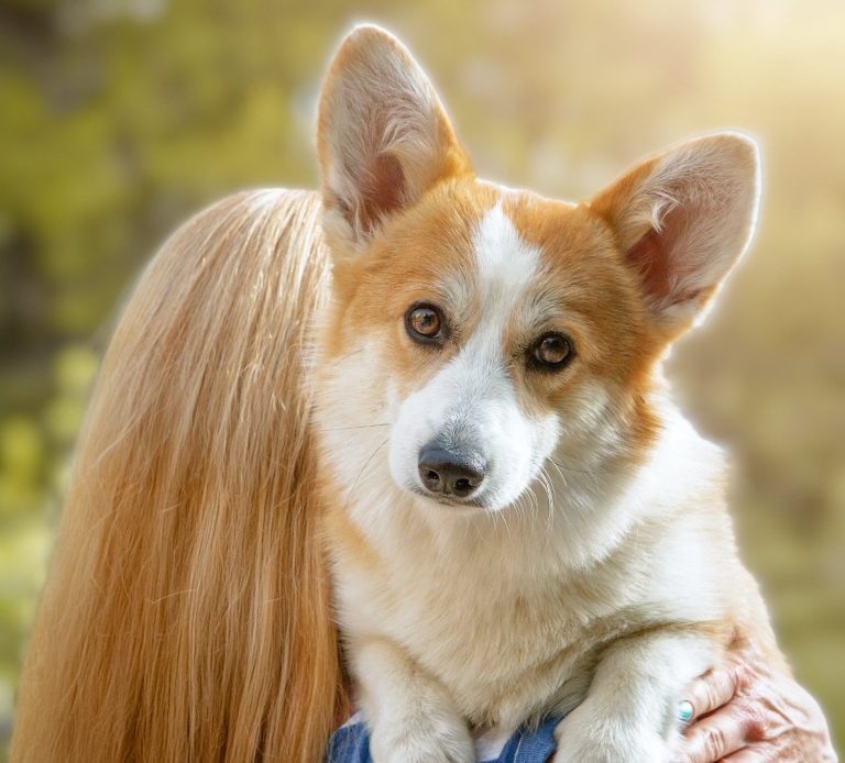 Cachorra de Corgi Welsh de 7 meses Royal Mint del Valle de Dakota